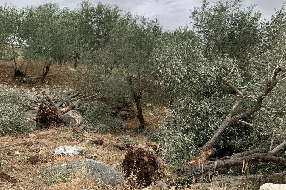 Madama okolice Nablus na Zachodnim Brzegu - zniszczone oliwki 13.05.2025 - Zdjęcie Wafa