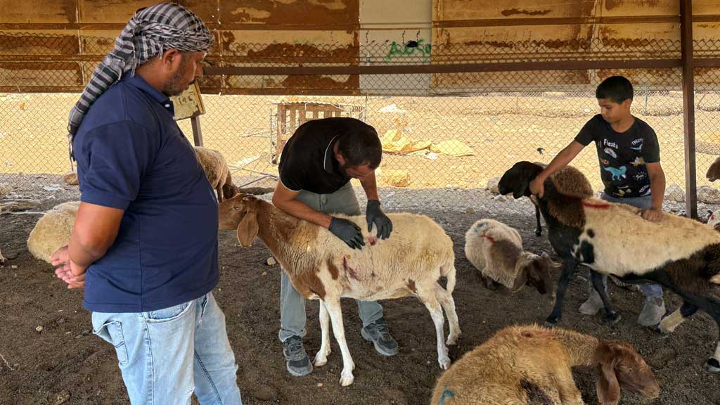Palestyńczycy sprawdzają ranne owce po ataku osadników na społeczność Beduinów w Dolinie Jordanu, na okupowanym przez Izrael Zachodnim Brzegu, 18 lipca 2025 r. Foto: REUTERS / Ali Sawafta