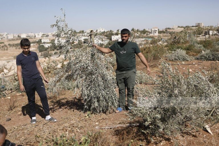 26.10.2025 - Al-Minya, niedaleko Betlejem