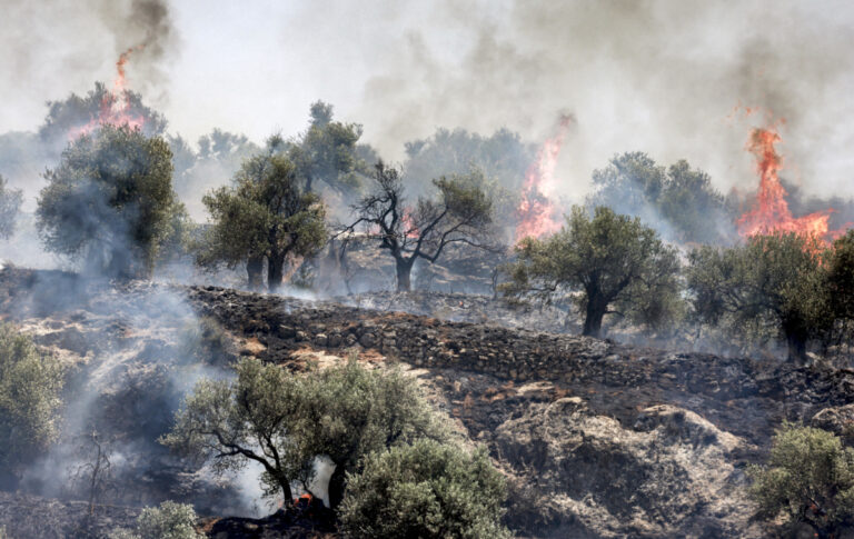Pożar w gaju oliwnym w wiosce Salem, na wschód od Nablusu, na okupowanym Zachodnim Brzegu, 25 maja 2025 r. Według świadków i lokalnej rady wsi, ogień wzniecili terroryści z izraelskiej osady Alon Moreh. [Foto: AFP]