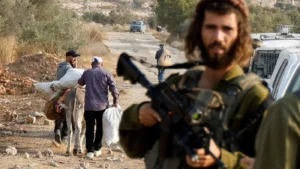 Palestyńczycy wchodzą na swoje pola, aby zebrać oliwki podczas corocznych zbiorów w pobliżu Nablusu, na okupowanym Zachodnim Brzegu. 4 listopada 2025 r. (Fot. Reuters / Raneen Sawafta)